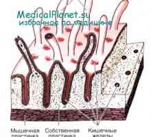Urođeni imunitet crijeva: dio epitela