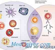 Urođeni imunitet. Moderna ideja urođene imunosti
