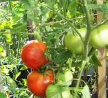 Uzgoj rajčice povrća ljubitelji uzgajivači