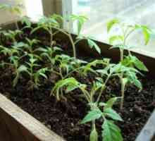 Uzgoj rajčice njegu u kući