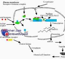 Steroidni hormon interakcije sa stanicama. Biološka aktivnost hormona