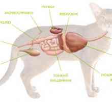 Bolest (bolest) gušterače kod pasa i mačaka