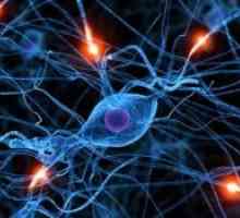 Bolesti perifernog živčanog sustava i motoričkih neurona