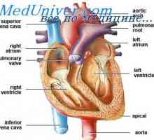 Patent ductus arteriosus. Hemodinamike s otvorenim arterijske kanal