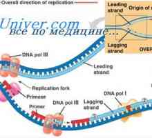 DNA replikacije. Napredak u replikaciju DNA, stanice