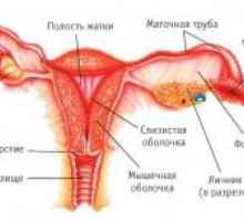 Ženskih genitalija rak: funkcija, razvoj, struktura