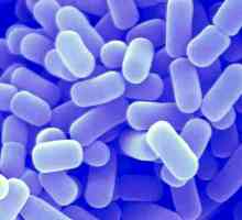 Žive bakterija na dysbacteriosis