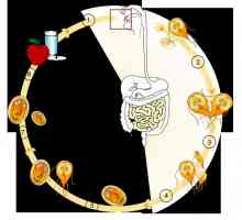 Životni ciklus Giardia i giardijaza razvoj