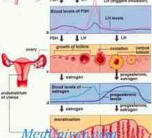 Vrijednost i funkciju progesterona. Biointez i razmjena