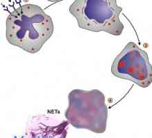 Značenje neutrofila. mehanizmi fagocitozu