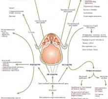 Regulacija specijalizaciji endoderm u formiranju gastrointestinalnog trakta u fetusa