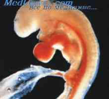 Talamus embrij. Proizvoljno i regulatorni nadzor fetusa