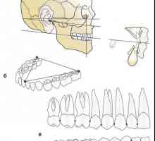 Dental, alveolarni i bazalni luk. gristi