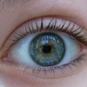 Acanthamoeba keratitis očiju: liječenje, simptomi, dijagnoza