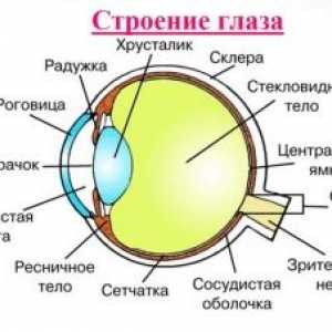 Anatomija ljudskog oka: Struktura