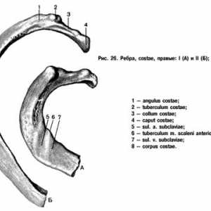 Anatomija prsima: rebra