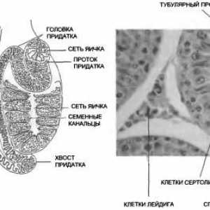 Anatomija i fiziologija muškog spolnog sustava