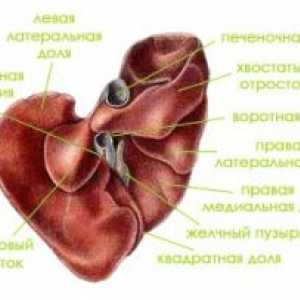 Anatomija i fiziologija ljudske jetre