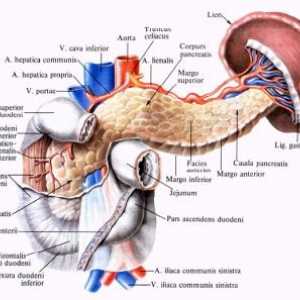 Anatomija i fiziologija gušterače