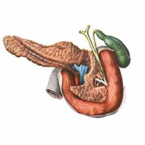 Anatomija i fiziologija gušterače