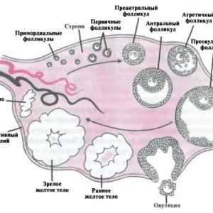 Anatomija i fiziologija ženskog reproduktivnog referentnog sustava