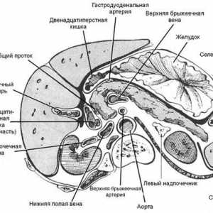 Anatomija gušterače