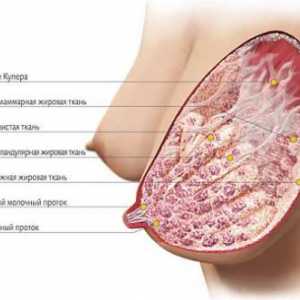 Anatomija ženskog dojke