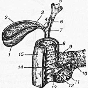 Anatomska i fiziološka informacije o bolestima žučnog mjehura i zhelcheotvodyaschih načina