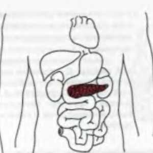 Anatomska i fiziološka informacije o gušterače