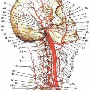 Arterije glave i vrata. Arterije Prva divizija