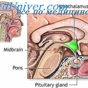 Stimulacija hipotalamusa. Funkcija limbički sustav nagrađivanja