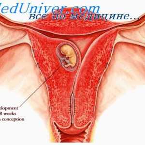 Štitnjača tijekom trudnoće. Debljanje u trudnica