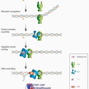 Obitelj proteini mutL, mutS i cdk u razvoju oocita. mutacije