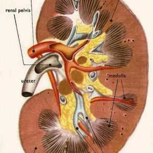 Tubularna reapsorpcija i izlučivanje. Karakteristike tubularna reapsorpcija