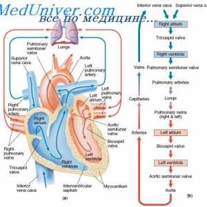 Prethodno učitavanje i aorti na srce. Starling mehanizam