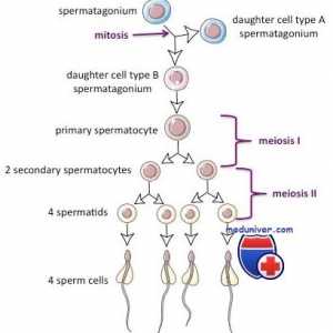 Spermatogeneza ciklus. Koliko vremena je zreo sperme?