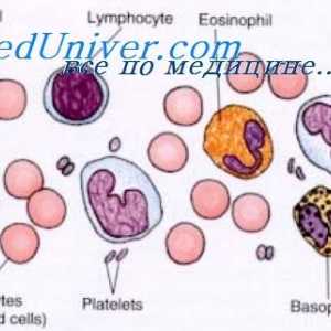 Citotoksičnost prirodnih stanica ubojica. Učinak imunomodulatora na NK stanicama