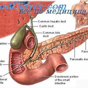 Kolesterol i žučni kamenci. Sekrecija u dvanaesniku