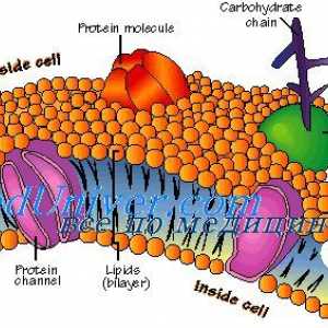 Stanične membrane. Struktura stanične membrane