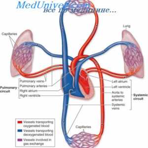 Plućna cirkulacija. Anatomija plućne cirkulacije