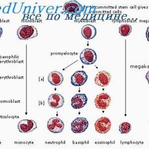 Diferencijacija plazmoblasta. I nelimfoidna stanice