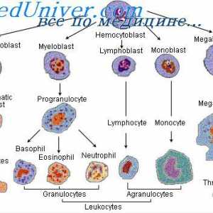 Diferencijacija matičnih stanica. Diferencijacija granulocitne stanice
