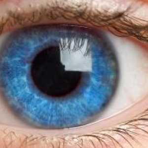 Dinamika rasta i razvoja ljudskog oka