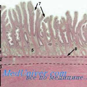 Prenatalni rupture membrane. Prenatalna dijagnoza rupture membrana.