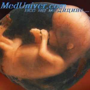 Formiranje prsne kosti embrija. Kostur fetusa udova