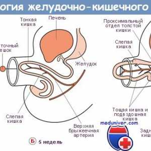 Formiranje crijeva. Razvoj fetalnog crijeva