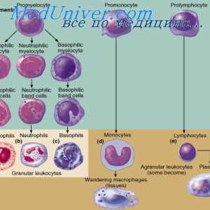 Urođeni imunitet. Stečena ili adaptivni imunitet
