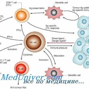 Tvorba nk-fetalnog imunološke stanice. imuniteta T-limfocita
