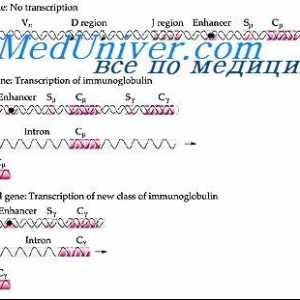 Tvorba vc-imunoglobulin gen. Mehanizmi udruga V i geni antitijela