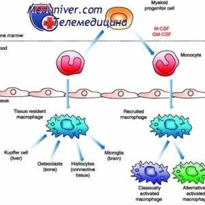 Funkcija i značaj makrofaga